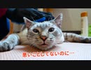 うちの猫の顔が大変なことになっちゃいました…【お風呂の前のブラッシング】