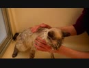 風呂嫌いの猫にシャンプーしてみた結果…