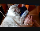 お風呂上がりのグルーミングがかわいすぎて、つい手を出したら怒られました