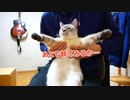 【朗報】猫のデュフィがテレビに初出演しました!!【見逃し配信あり】