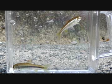 【睡眠用】眠たくなる淡水魚釣り54【カワムツ】