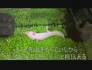 [不安から解放]タランチュラ飼育日記その１８[ニルヴァーナ]