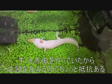 [不安から解放]タランチュラ飼育日記その１８[ニルヴァーナ]