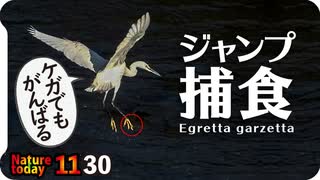 1130【コサギの飛翔捕食もカワウに食べられる】小さな猛禽モズがオナガを襲う。泳ぐアオサギ、オカヨシガモ。セキレイもクモを捕食【 #今日撮り野鳥動画まとめ 】 #身近な生き物語-01