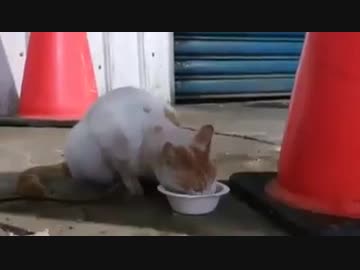 ネズミに餌を奪われるネコ