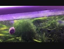 我が家のミナミヌマエビ水槽 その11