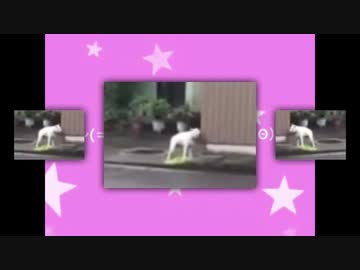 ~(=^･ω･^)ﾉ4
