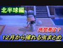 あつまれどうぶつの森　１２月から捕れる虫まとめ！捕れる場所と時間帯も紹介！北半球編！　【あつ森】