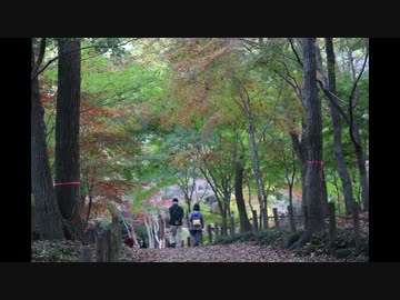 撮影全映像　平林寺令和二年錦秋