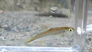 【睡眠用】眠たくなる淡水魚釣り55【カワムツ】