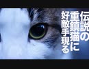 伝説の重鎮猫、強豪猫一家をあっさり制圧する