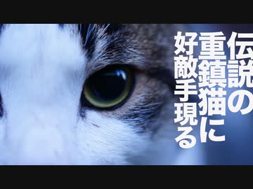 伝説の重鎮猫、強豪猫一家をあっさり制圧する