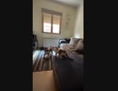 犬（ミニチュアシュナウザー）ｖｓ猫その６