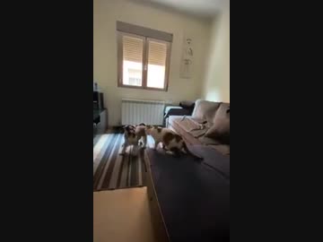 犬（ミニチュアシュナウザー）ｖｓ猫その６