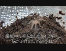 [おもろすぎる動画]タランチュラ飼育日記その１９[ごめんそうでもない]