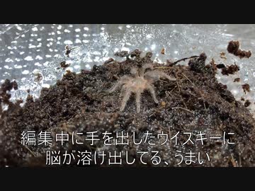 [おもろすぎる動画]タランチュラ飼育日記その１９[ごめんそうでもない]