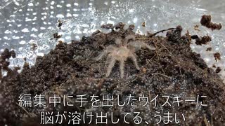 [おもろすぎる動画]タランチュラ飼育日記その１９[ごめんそうでもない]