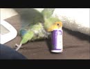 駄菓子にじゃれる16才のインコ