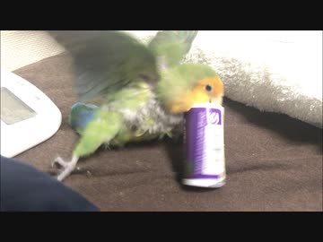 駄菓子にじゃれる16才のインコ