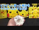ピカピュレ買った報告をうちのハムに報告するだけ