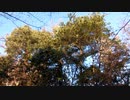 冬の鳥の鳴き声20201202-3