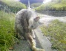 ネコの親子 その11
