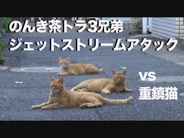 伝説の重鎮猫、修羅猫とのんき猫たちに囲まれる
