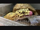 [かわいいレオパだぞ]タランチュラ飼育日記その２０[愛でようぜ]