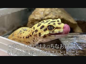 [かわいいレオパだぞ]タランチュラ飼育日記その２０[愛でようぜ]