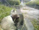 ネコの親子 その12
