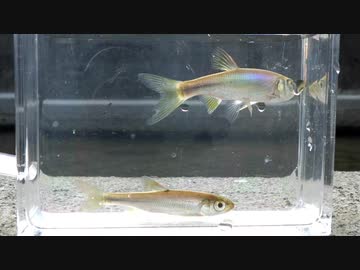 【睡眠用】眠たくなる淡水魚釣り56【カワムツ】