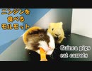 【モルモットのいる日常Part23】ニンジンを食べるモルモット