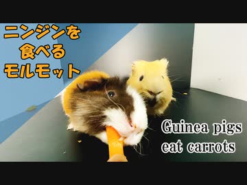 【モルモットのいる日常Part23】ニンジンを食べるモルモット