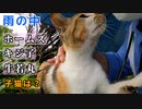 猫は濡れるのがお好き？「お風呂が嫌いなのは別の理由もあるのかも」