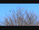 木の上でさえずる鳥たち（薬師寺にて）