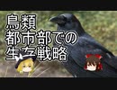都市部での鳥類の生存戦略【ゆっくり解説】