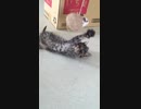 脳に障害がある子gato.mp4