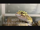 [最高傑作！！！]タランチュラ飼育日記その２１[ごめんやっぱ嘘]