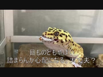 [最高傑作！！！]タランチュラ飼育日記その２１[ごめんやっぱ嘘]