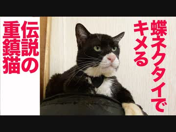 伝説の重鎮猫、住宅街の猫社会を牛耳る