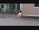 ４のナイフ