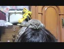頭の上で寝るフクロウ