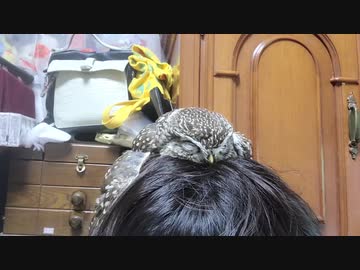 頭の上で寝るフクロウ