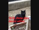 TILTIL Diving Diary 番外編のらネコTNRボランティア編