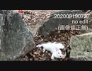 Lovely02009190737■ORION_20110311