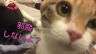 邪魔をする子猫が可愛すぎて何もできないｗ【キジ三毛のまる】