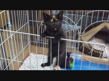 うなぎ猫あずきの大脱走
