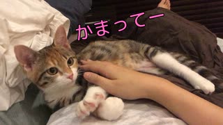 深夜に子猫の可愛さに魅了されて眠れないｗ【キジ三毛のまる】