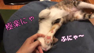 甘えまくる子猫が可愛すぎて永久保存！【キジ三毛のまる】