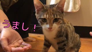 おやつを求めて甘える猫【キジ三毛のまる】